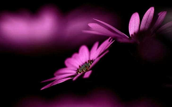 alam, bunga, bunga ungu, makro, tanaman, merah muda, Wallpaper HD