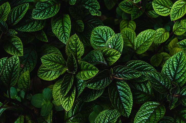leaves, green, bushes, carved, dark, plant, HD wallpaper