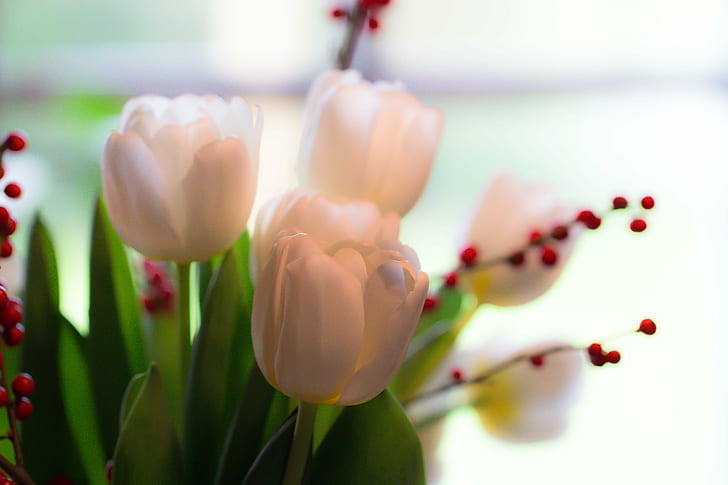 white tulip flower on selective focus photography, tulips, tulips, tulips, white tulip, selective focus, photography, Flower, Vit, tulpan, tulip, nature, springtime, plant, bouquet, petal, flower Head, pink Color, freshness, HD wallpaper
