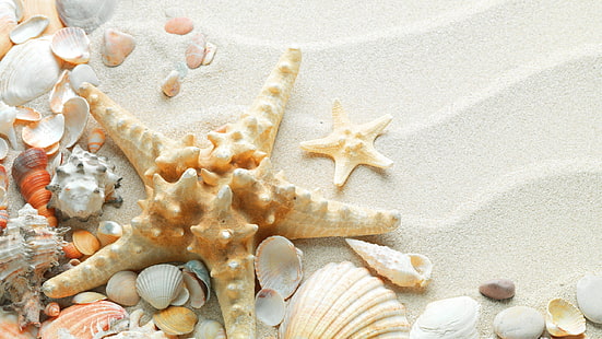 macro, nature, sand, seashells, starfish, HD wallpaper HD wallpaper