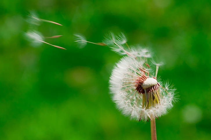 wind blowing dandelion buds in selective focus photography, dandelion, Dandelion, wish, wind, buds, selective focus, photography, project  365, project 365, day, hope, wishes, dream, seed, head, seeds, nature, flower, plant, close-up, summer, macro, grass, HD wallpaper