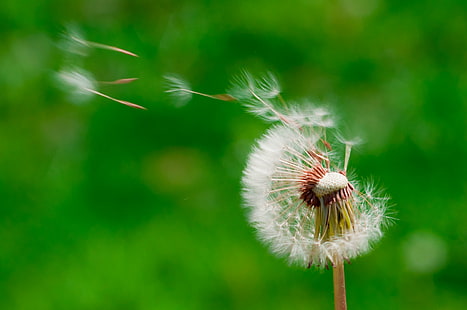 wind blowing dandelion buds in selective focus photography, dandelion, Dandelion, wish, wind, buds, selective focus, photography, project  365, project 365, day, hope, wishes, dream, seed, head, seeds, nature, flower, plant, close-up, summer, macro, grass, HD wallpaper HD wallpaper