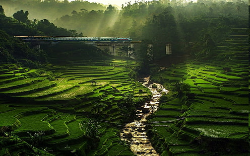 nature landscape rice paddy river sun rays field terraces train bridge trees mist green water, HD wallpaper HD wallpaper