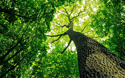 pohon, alam, pandangan mata cacing, Wallpaper HD HD wallpaper