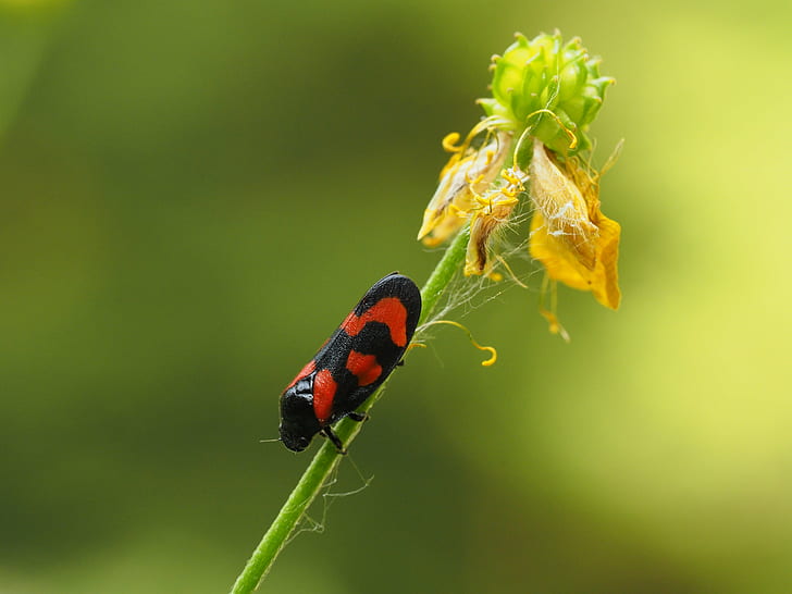 closeup photography of lantern fly, gemeine, closeup photography, lantern fly, rot, schwarz, Cercopis  vulnerata, buttercup, green, yellow, black, red, macro, makro, plant, animal, spring, herbivore, insect, nature, beetle, close-up, leaf, green Color, wildlife, HD wallpaper