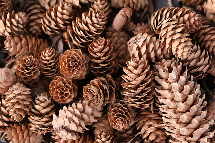 brown pinecones, macro, nature, Pine cones, HD wallpaper
