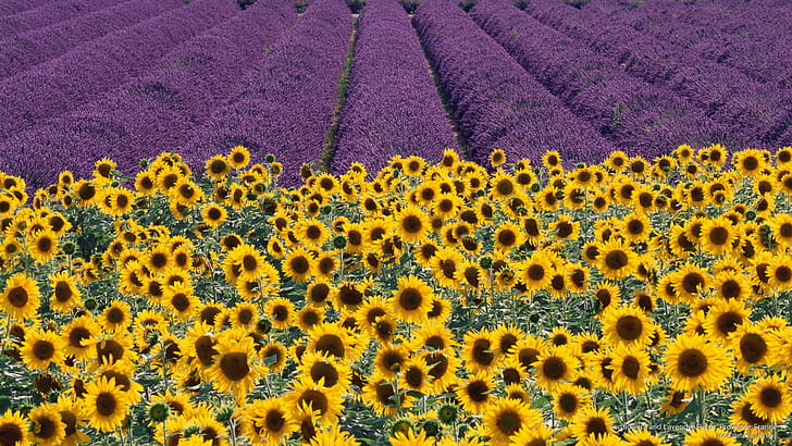 حقول عباد الشمس والخزامى ، بروفانس ، فرنسا ، زهور / حدائق، خلفية HD