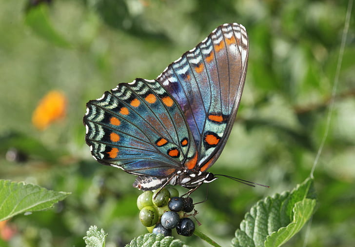 селективна снимка на пеперуда на цветни пъпки, забелязана, забелязана, червено петнисто лилаво, селективна, снимка, пеперуда, цвете, пъпки, Ричмънд Коунти Северна Каролина, насекомо, природа, пеперуда - насекомо, животно, животно Крило, красота в природата, многоцветно , лято, едър план, HD тапет