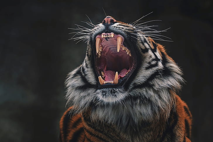 língua, rosto, tigre, pose, o fundo escuro, dentes, boca, dentes, sorriso, agressão, gato selvagem, rugido, terrível, HD papel de parede