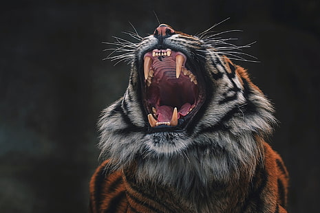 language, face, tiger, pose, the dark background, teeth, mouth, fangs, grin, aggression, wild cat, roar, terrible, HD wallpaper HD wallpaper