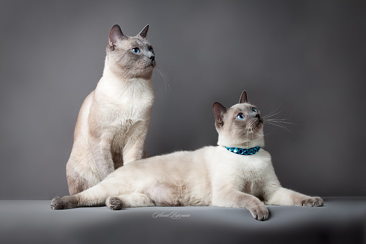 two Siamese cats, thai cat, cats, couple, beautiful, thoroughbred, HD wallpaper
