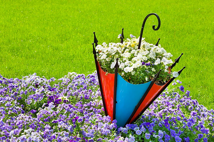 white and purple pansy flowers, umbrella, Pansy, flowerbed, viola, HD wallpaper