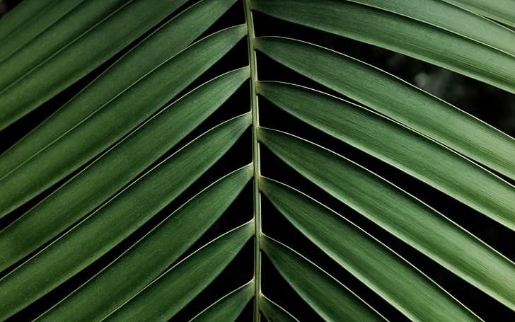 macro, Palma, leaf, branch, green, HD wallpaper