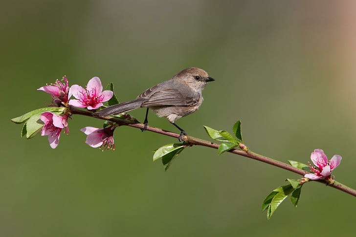 *** Bird on a flowering tree branch ***, animal, animals, flowering, branch, tree, bird, HD wallpaper