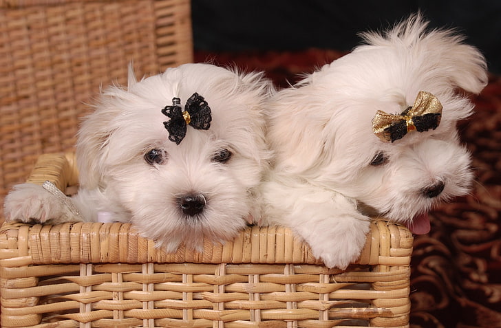 two long-coated white puppies, maltese, couple, basket, bow, HD wallpaper