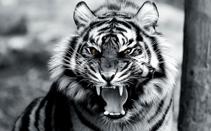 grayscale photo of tiger, animals, tiger, digital art, roar, HD wallpaper