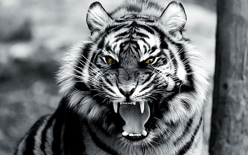 grayscale photo of tiger, animals, tiger, digital art, roar, HD wallpaper HD wallpaper