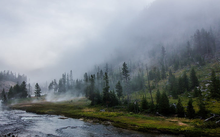 Gewässer umgeben mit grünen Bäumen, Landschaft, Natur, Yellowstone National Park, Wald, Fluss, Nebel, Berge, Bäume, Gras, HD-Hintergrundbild