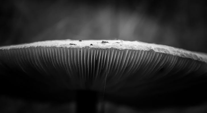 Mushroom, Black and White, HD wallpaper