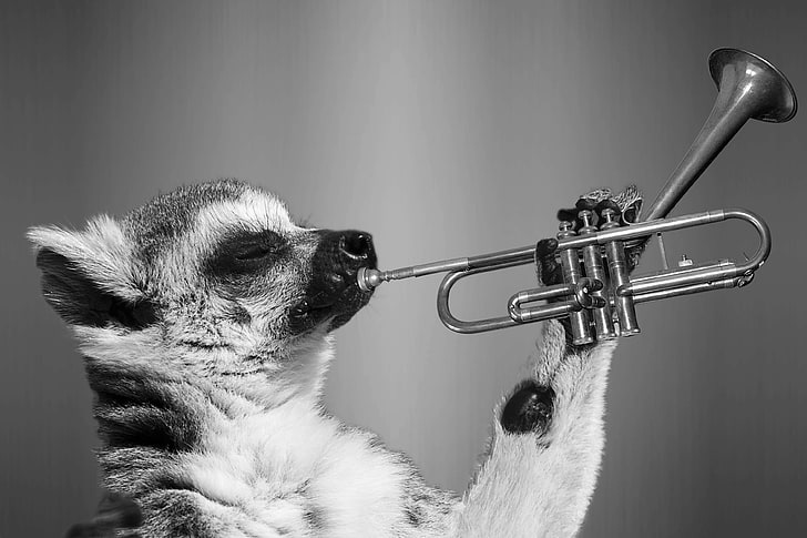 preto e branco, bonito, engraçado, lêmure, trompete, animais selvagens, imagens de domínio público, HD papel de parede