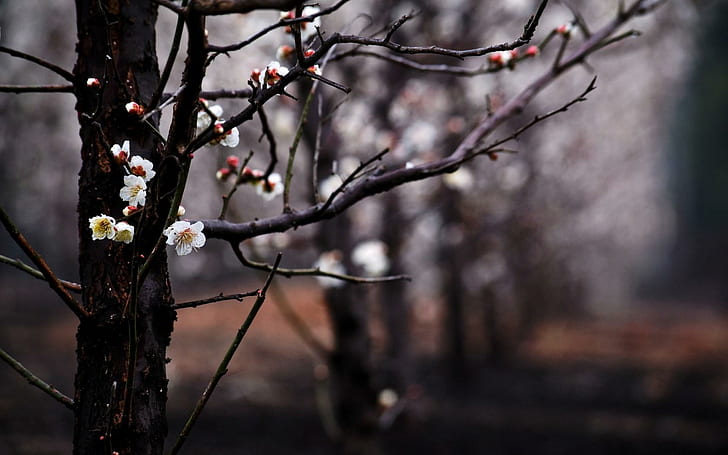Pohon Bunga Mekar Musim Semi, pohon, bunga, mekar, musim semi, Wallpaper HD