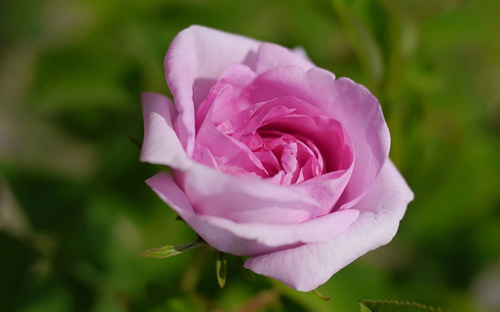 Rose, rosa Rosen, Blumen, rosa Blumen, HD-Hintergrundbild