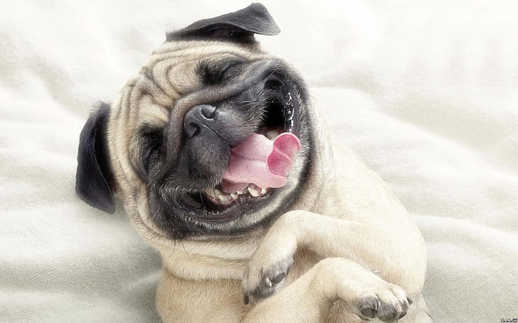 dogs smiling funny animals 1920x1200  Animals Dogs HD Art , dogs, Smiling, HD wallpaper