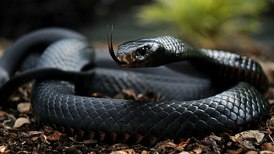 Schlange, Tiere, Mamba, Reptilien, HD-Hintergrundbild HD wallpaper