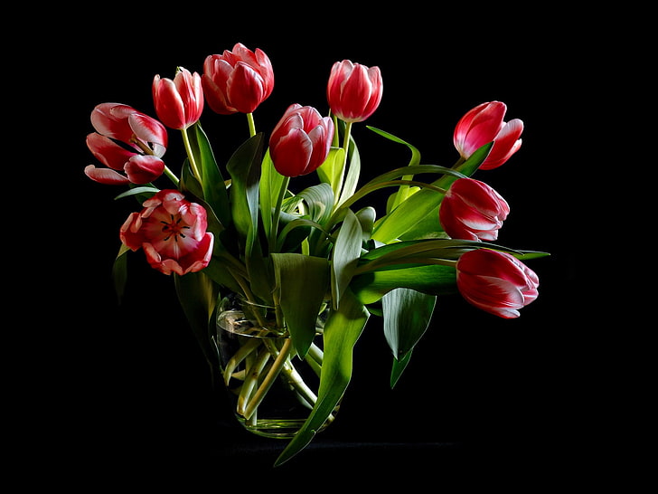 red flowers, tulips, bouquet, loose, vase, water, background, HD wallpaper