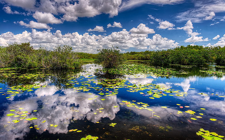 Swamp Green Bushes Sky With White Clouds, Magical Reflection Desktop Wallpaper Hd Download Free 2880×1800, HD wallpaper