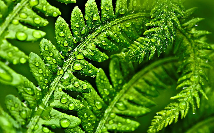 green leaf, leaves, water, drops, macro, green, Rosa, background, widescreen, Wallpaper, leaf, full screen, HD wallpapers, fullscreen, HD wallpaper