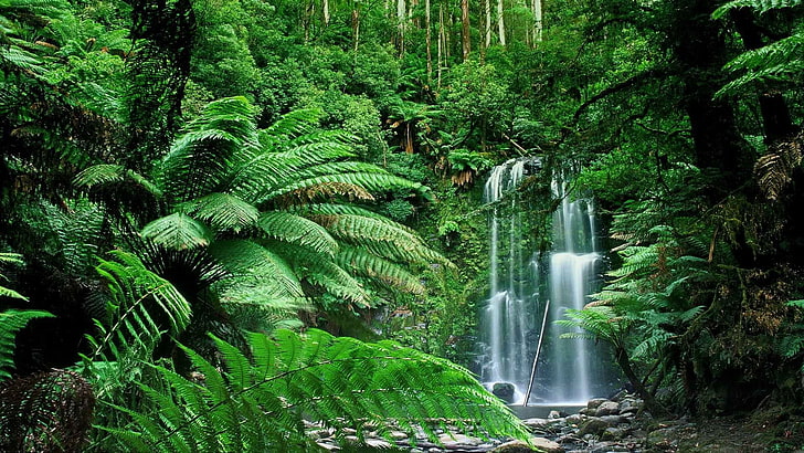 الغابة ، أستراليا، خلفية HD