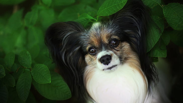 look, face, leaves, close-up, foliage, Bush, portrait, dog, puppy, cutie, green background, Papillon, HD wallpaper