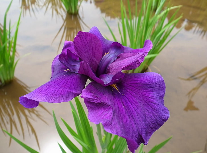 flor de iris morado, iris, flor, brillante, agua, primer plano, Fondo de pantalla HD