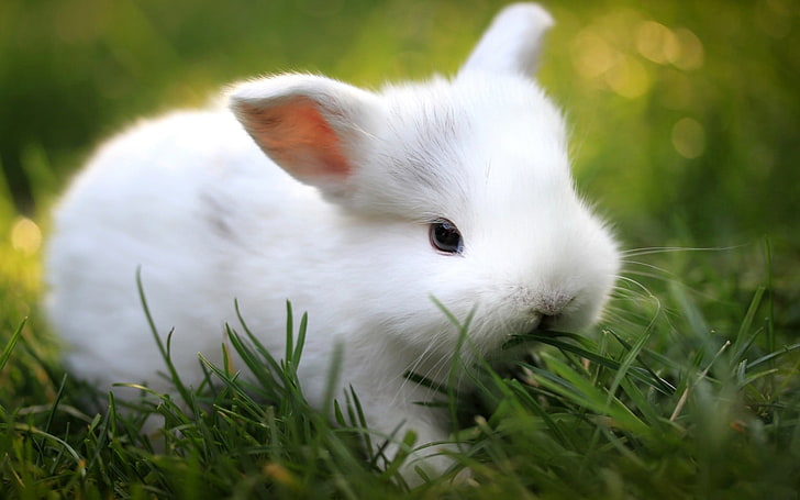 Cute White Baby Rabbit, white rabbit, Animals, Rabbit, white, grass, baby, cute, eating, HD wallpaper