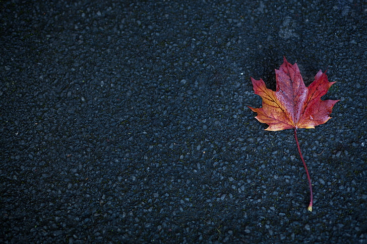 오렌지 메이플 리프, 잎, 단풍, 가을, HD 배경 화면