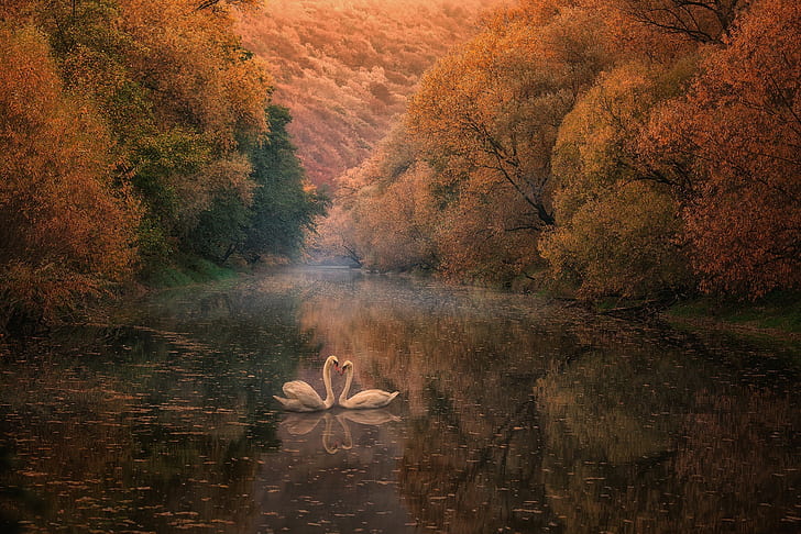 Swans in river, river, Autumn, swans, reflection, HD wallpaper