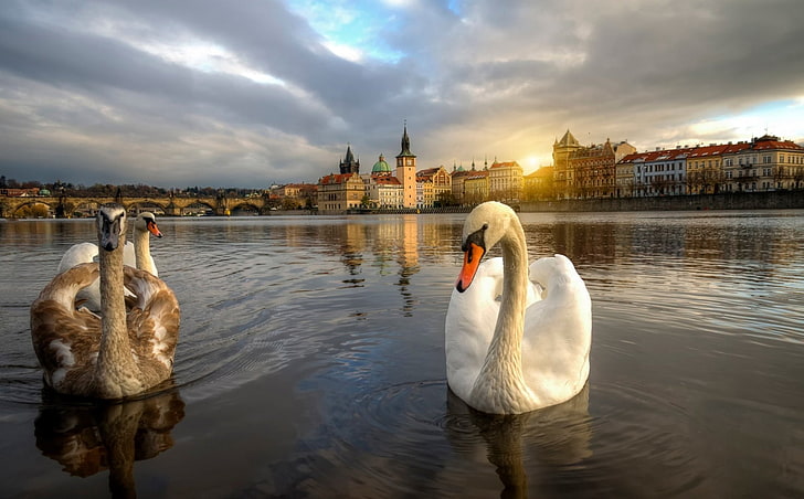 Birds, Swan, Prague, Sunset, HD wallpaper
