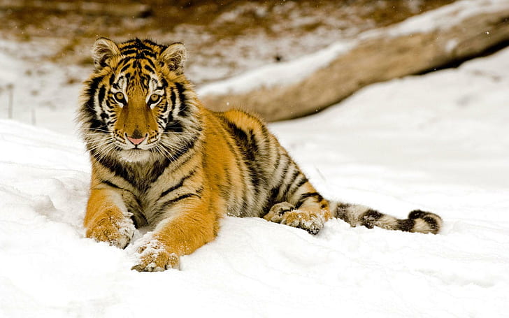 Snowy Afternoon Tiger, tiger, snowy, afternoon, tigers, HD wallpaper