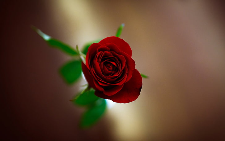 rote Rose, Blume, Blumen, Hintergrund, Wallpaper, Unschärfe, rote Rose, Widescreen, Vollbild, HD Wallpaper, HD-Hintergrundbild