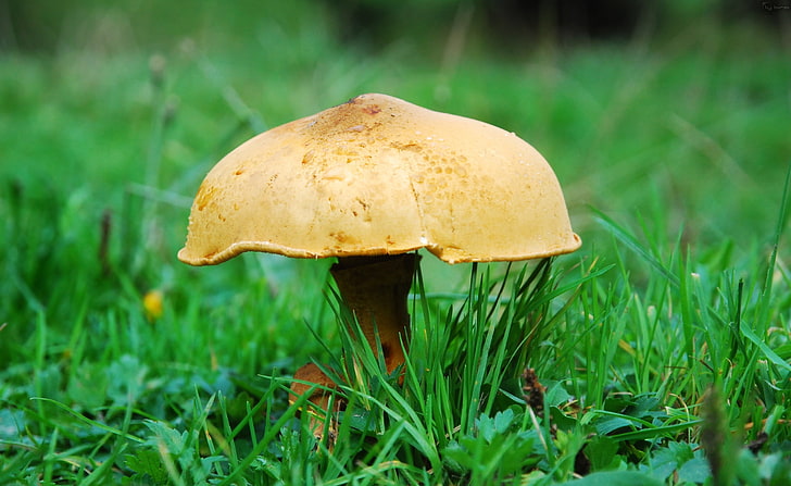 Mushroom, yellow mushroom, Aero, Fresh, mushroom, green, forest, nature, HD wallpaper