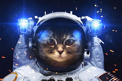 космонавт, кот, hd, 4к, космос, животные, HD обои HD wallpaper