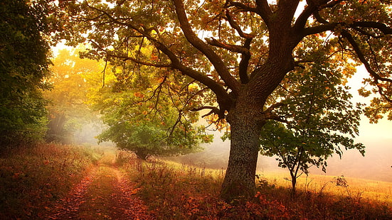 秋の風景、秋、未舗装の道路、落葉樹、朝、森、木、 HDデスクトップの壁紙 HD wallpaper