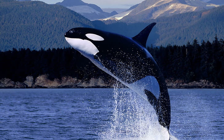 Кит убиец (orca), черно-бял кит, кит убиец, животни, природа, дива природа, хищник, кит, HD тапет