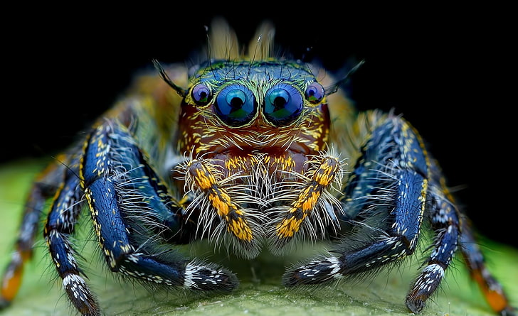 Прыгающий паук макро насекомое, синий прыгающий паук, животные, насекомые, HD обои