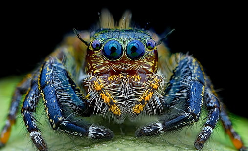Прыгающий паук макро насекомое, синий прыгающий паук, животные, насекомые, HD обои HD wallpaper