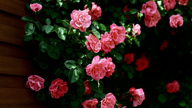 flor, Flores, 1920x1080, Rosa, 4K, flores hd, Fondo de pantalla HD