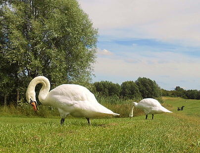två vita svanar på gräsmattan under vit och blå himmel, svan, ur vattnet, vita svanar, gräsmatta, blå himmel, stumsvan, Melton, Leicestershire, Country Park, fågel, natur, djur, svan, djurliv, vit, HD tapet HD wallpaper