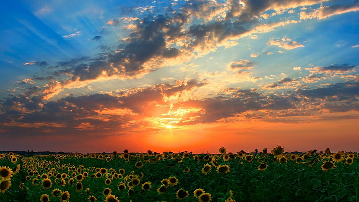 bidang bunga matahari, matahari terbenam, bunga matahari, Wallpaper HD