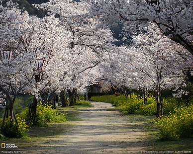 beyaz yapraklı ağaç arasındaki toprak yol, National Geographic, ağaçlar, doğa, kiraz çiçeği, Japonya, yol, toprak yol, HD masaüstü duvar kağıdı HD wallpaper